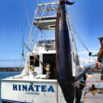 755lbs blue marlin maui